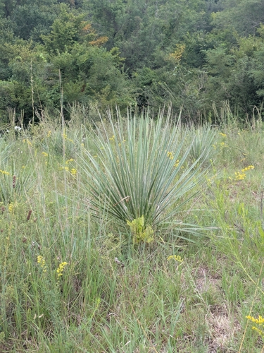 Great Plains yucca