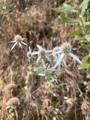 Eryngium tricuspidatum