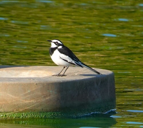 African Pied Wagtail