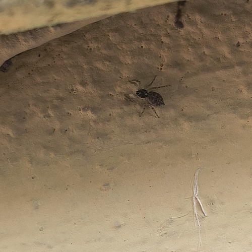 Half-edged Wall Jumping Spider