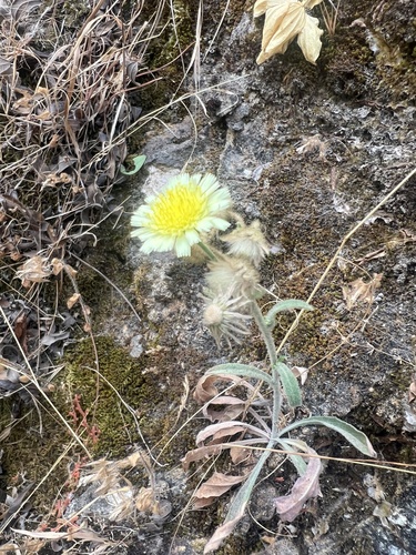 Common Andryala
