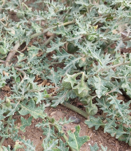 Solanum triflorum, photograph 3