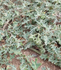 Solanum triflorum, photograph author not stated, no rights reserved