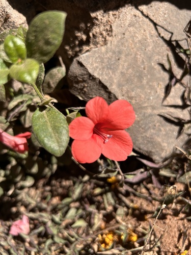 Coral Creeper