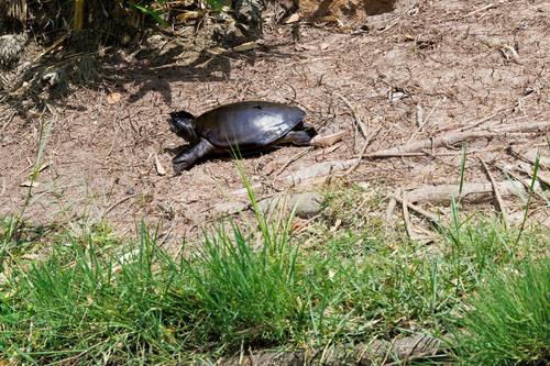 Sri Lankan Flapshell Turtle