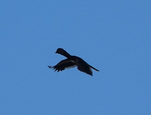 Trumpeter Hornbill