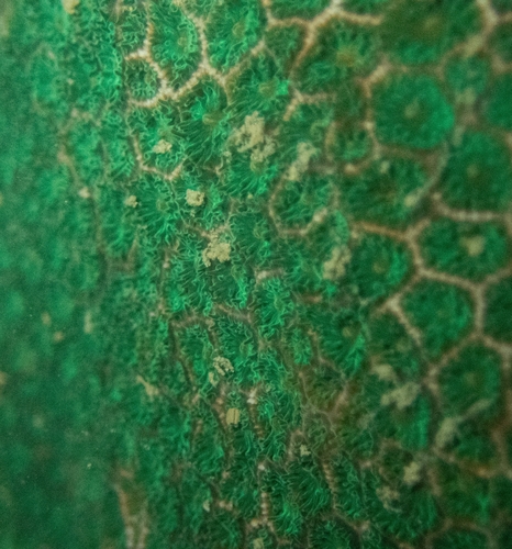 False Pillow Coral