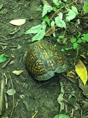 Terrapene carolina