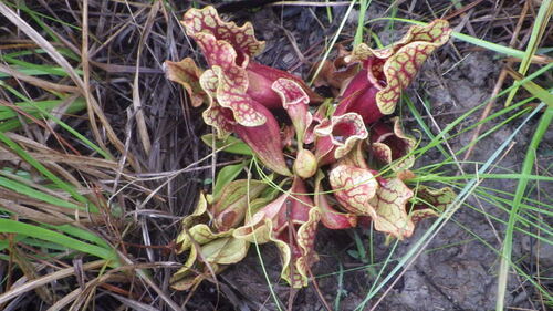 purple pitcher plant