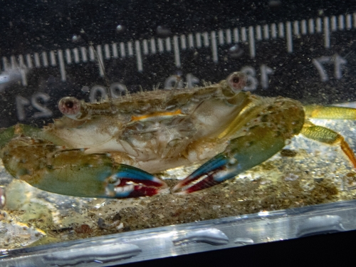 Crenate Swimming Crab