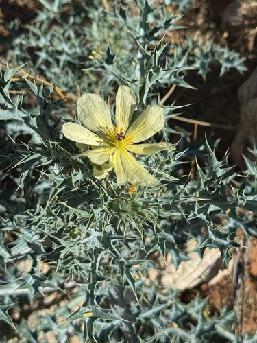 Mexican Poppy