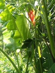 Musa coccinea