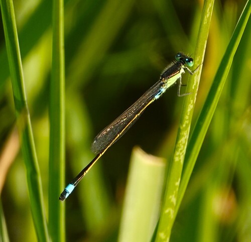 Common Bluetail