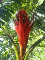 Musa coccinea