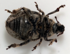 Strophosoma faber