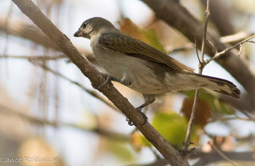 iNaturalist image