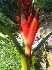 Musa coccinea