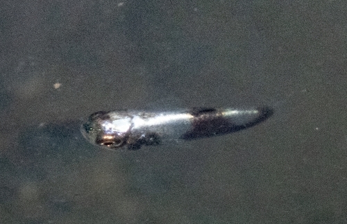 Squaretail Mullet