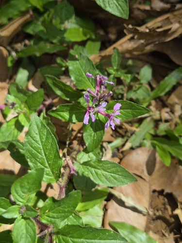Cuphea racemosa, photograph 3