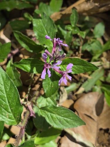 Cuphea racemosa, photograph 4