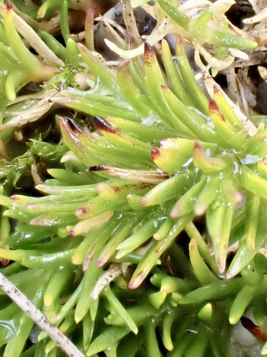 Sabulina verna