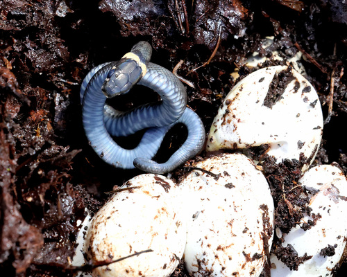 grass snake
