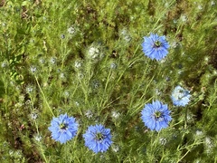 Nigella damascena