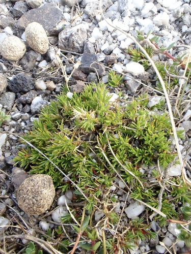 Sabulina verna, photograph 3