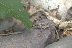 Heliastus sumichrasti