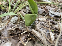 Galearis spectabilis