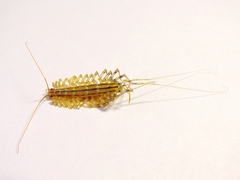 Scutigera coleoptrata