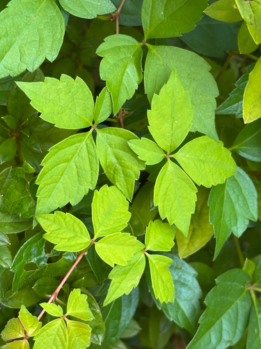 Virginia creeper