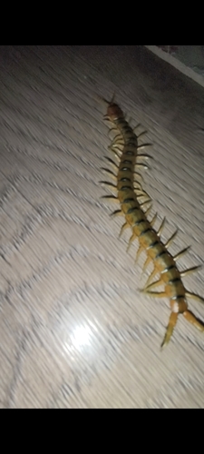 Mediterranean Banded Centipede