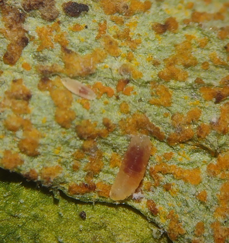 Rust-eating midges