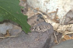 Heliastus sumichrasti