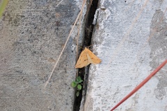 Neoterpes edwardsata