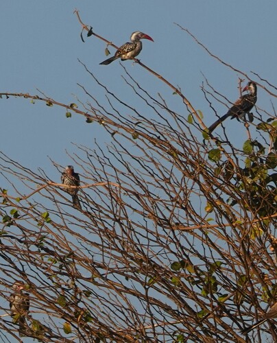 Southern Red-billed Hornbill