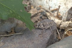 Heliastus sumichrasti