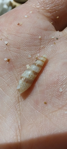Mazatlania fulgurata, 2026-08-23