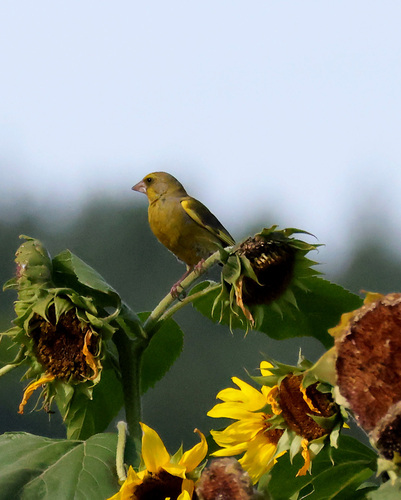 European Greenfinch