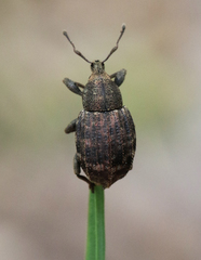Tropiphorus elevatus
