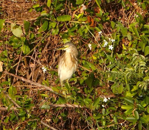 Squacco Heron