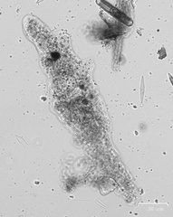 Amoeba proteus