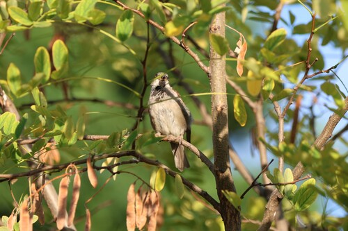 House Sparrow