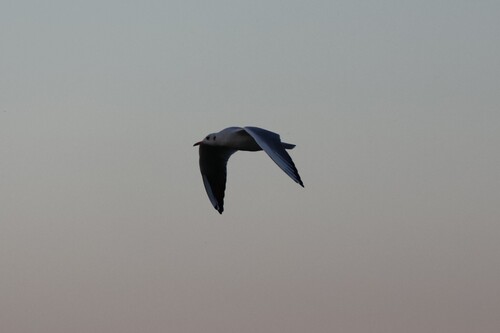 Black-headed Gull