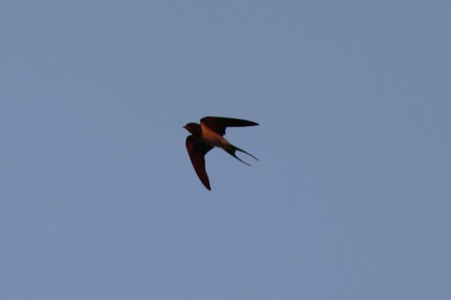 Barn Swallow