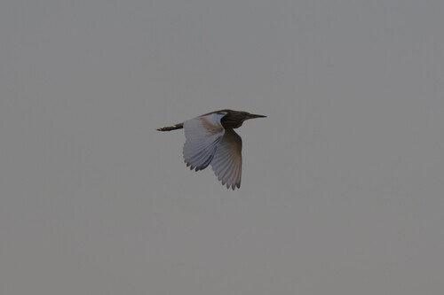 Squacco Heron
