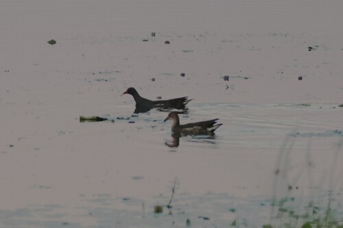 Common Moorhen