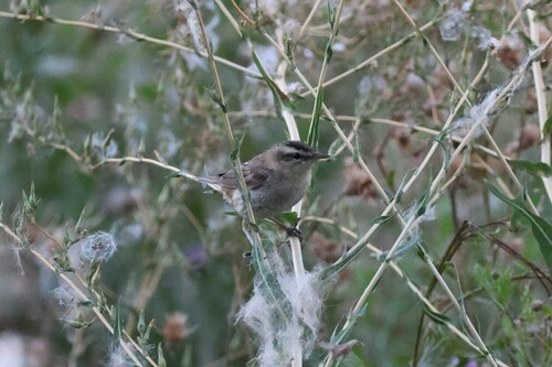 Sedge Warbler