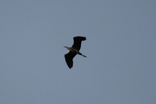 Grey Heron